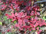 Cotinus coggygria