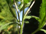 Epilobium hirsutum