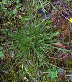 Agrostis canina. Дернина. Курская обл., Железногорский р-н, ур. Кармановская дача, р. Мицень, у дороги. 22 июля 2007 г.