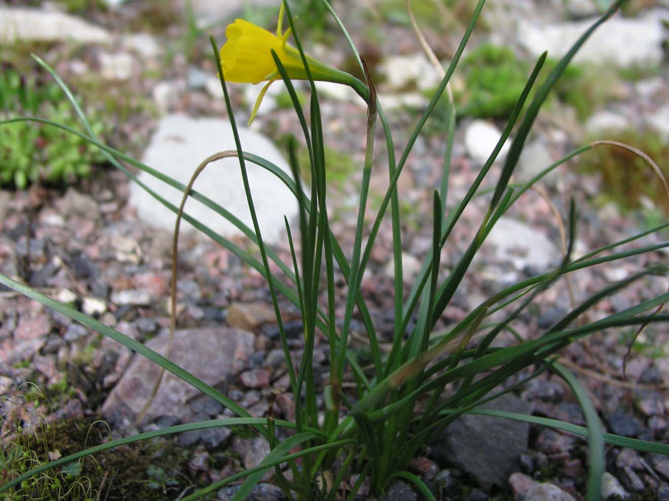 Изображение особи Narcissus bulbocodium.