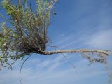 Pimpinella tragium