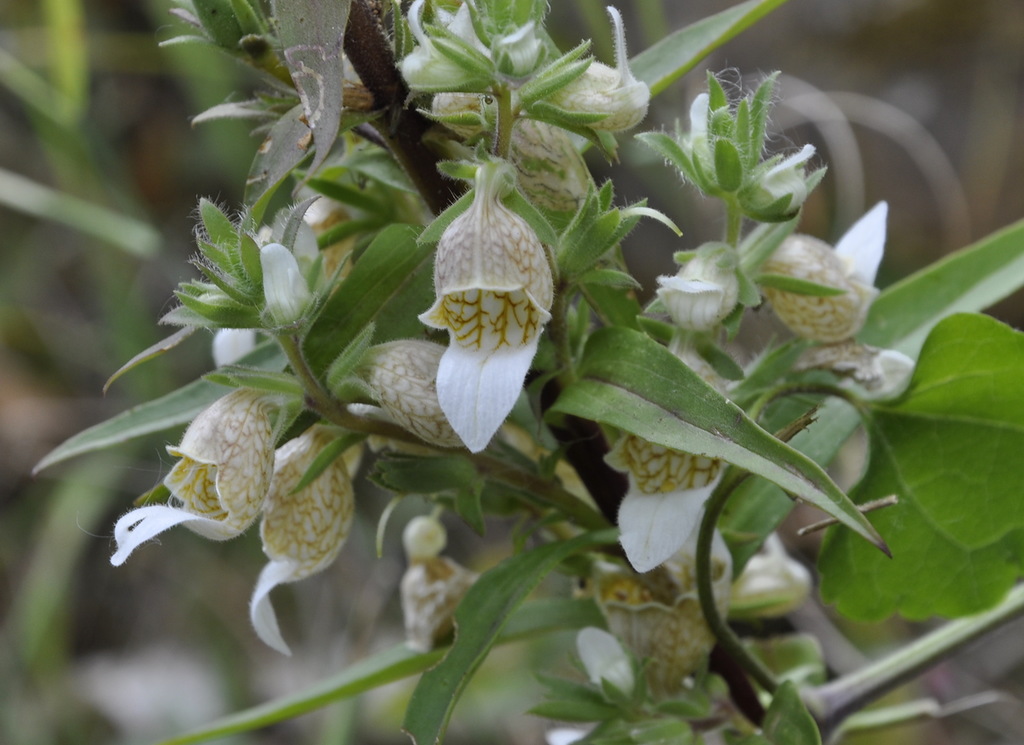 Изображение особи Digitalis lanata.