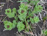 Rhodiola integrifolia