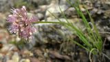 Allium splendens. Верхушка цветущего растения. Якутия, Хангаласский улус, берег р. Лены. Июль 2013 г.