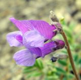 Vicia sosnowskyi