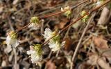 Lonicera × purpusii