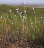 Xeranthemum annuum