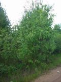 Salix acutifolia. Куст на зарастающих дюнах. Удмуртия, Якшур-Бодьинский р-н, окр. дер. Селычка. 11.07.2009.