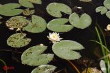 Nymphaea alba