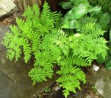 Osmunda regalis