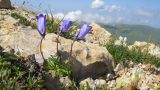 Campanula ciliata. Цветущее растение. Адыгея, Кавказский биосферный заповедник, гора Оштен, ≈ 2800 м н.у.м., на вершине в расщелине скалы. 18.07.2015.