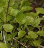 Bellis caerulescens. Листья. Мурманск, МГГУ, в культуре. 19.06.2014.