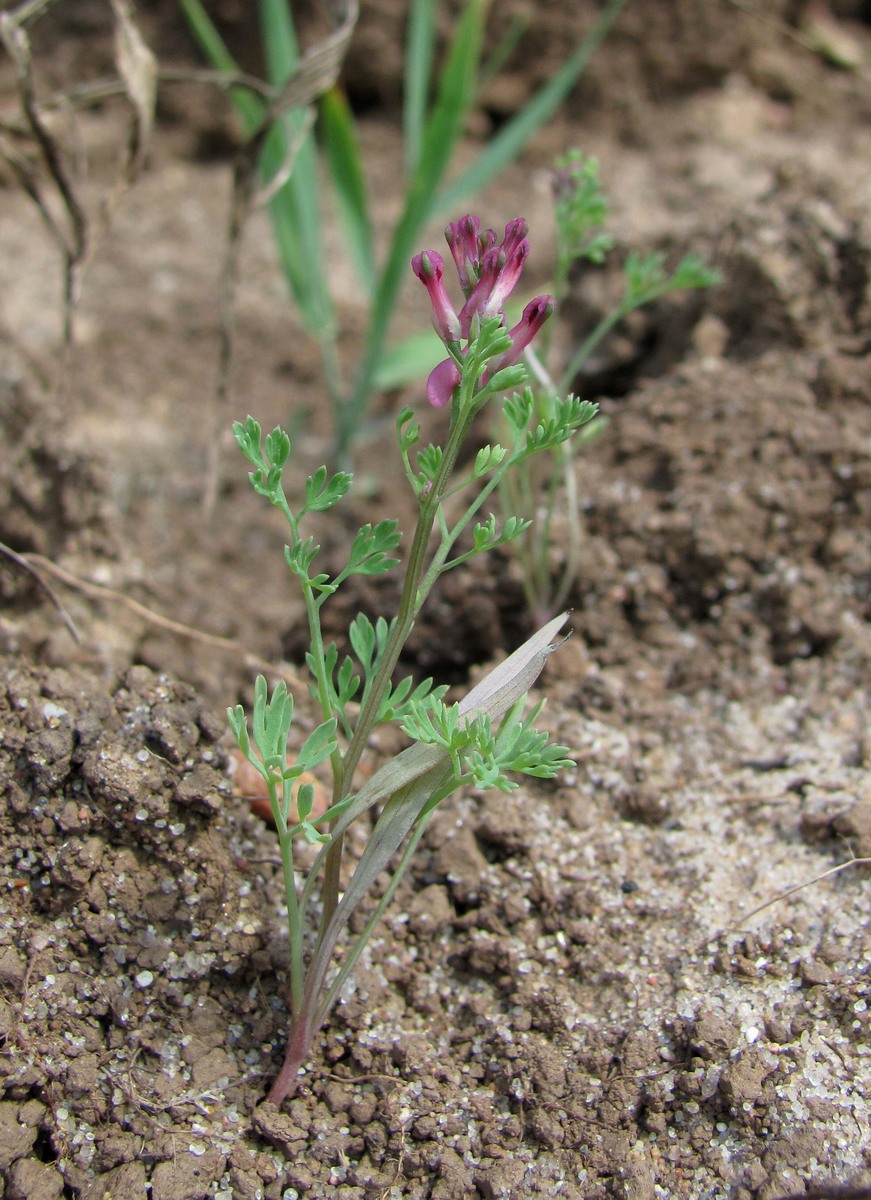 Изображение особи Fumaria officinalis.