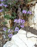 Thymus markhotensis