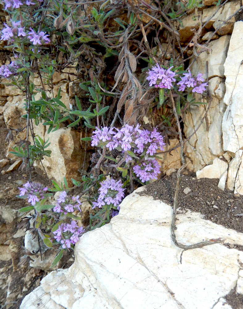 Изображение особи Thymus markhotensis.