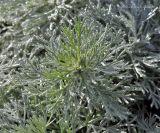 Artemisia schmidtiana