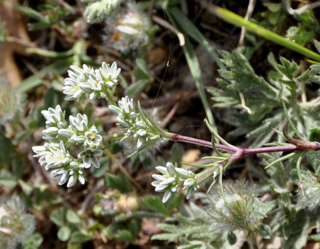 Изображение особи Scleranthus perennis ssp. dichotomus.