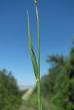 Aegilops biuncialis. Часть побега. Краснодарский край, м/о Новороссийск, р-н Шесхарис, хр. Маркотх, засоренное каменистое место. 12.05.2017.