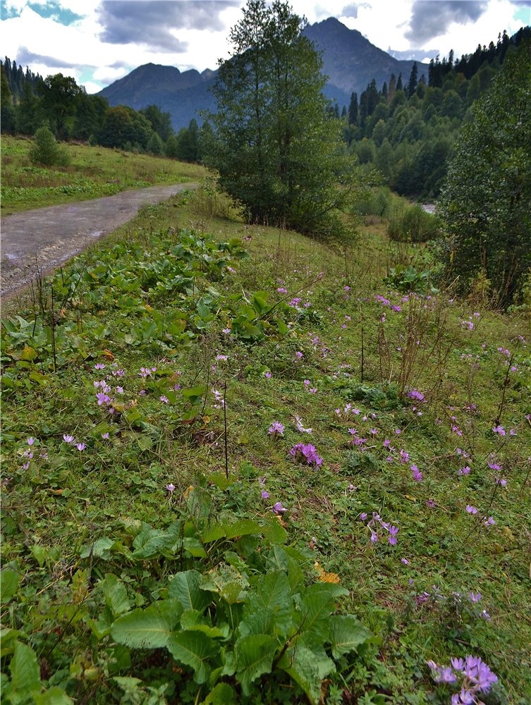 Image of Colchicum speciosum specimen.