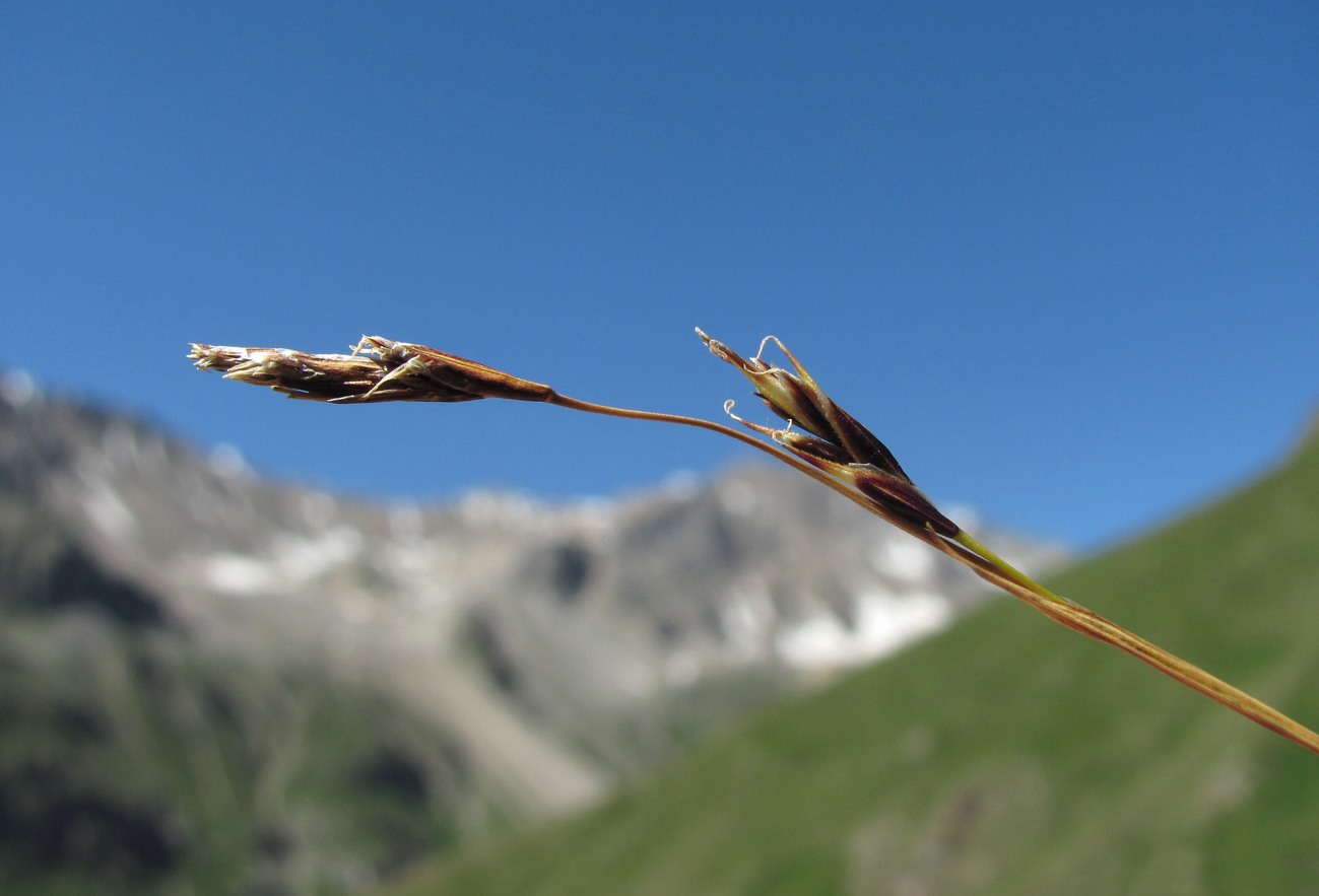 Изображение особи Carex tristis.