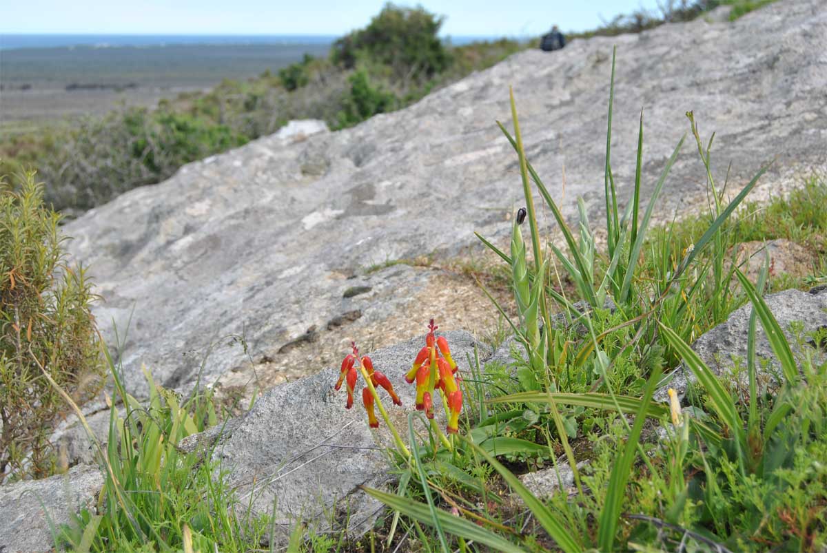 Изображение особи Lachenalia aloides.