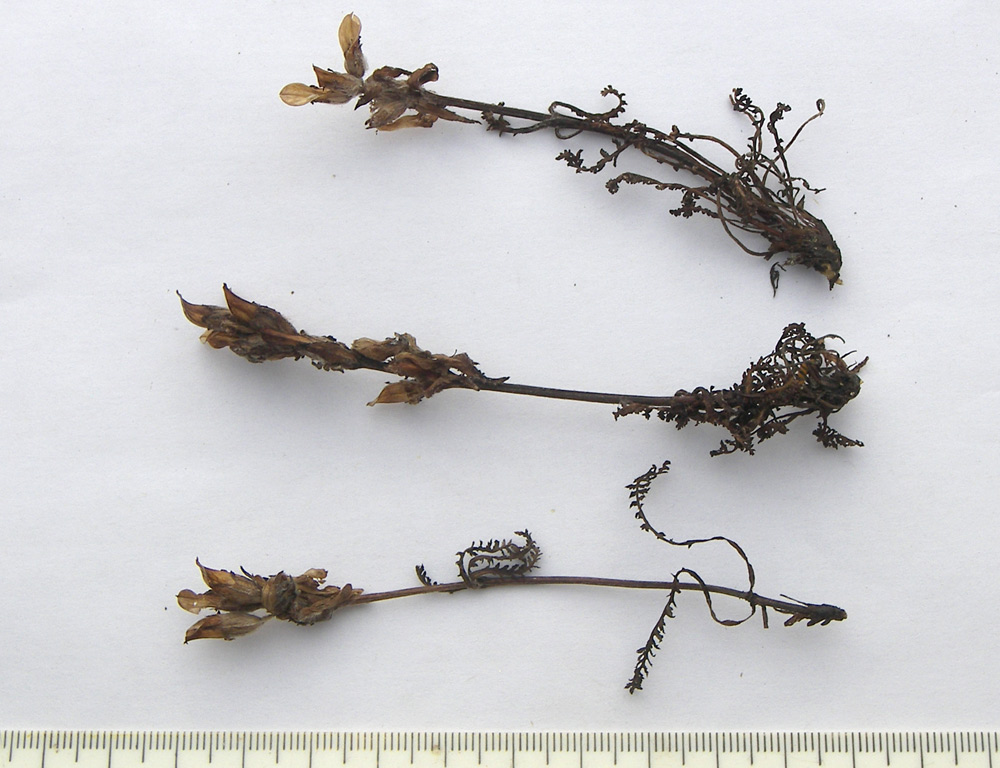 Image of Pedicularis caucasica specimen.