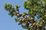 Juniperus oxycedrus подвид macrocarpa. Верхушка ветви с шишкоягодами. Греция, о-в Крит, ном Ханья (Νομός Χανίων), дим Киссамос (Κίσσαμος), прибрежная фригана. 25 июня 2017 г.