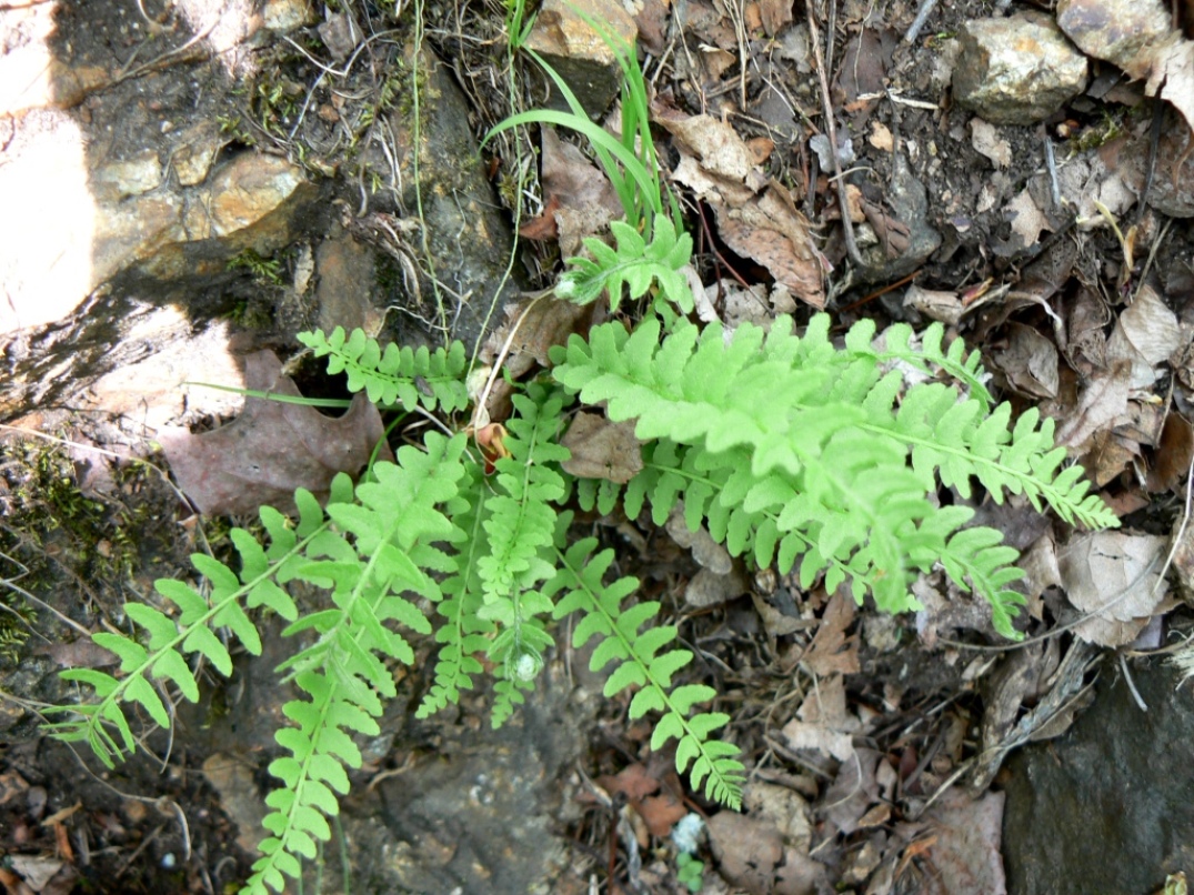 Image of Woodsia polystichoides specimen.