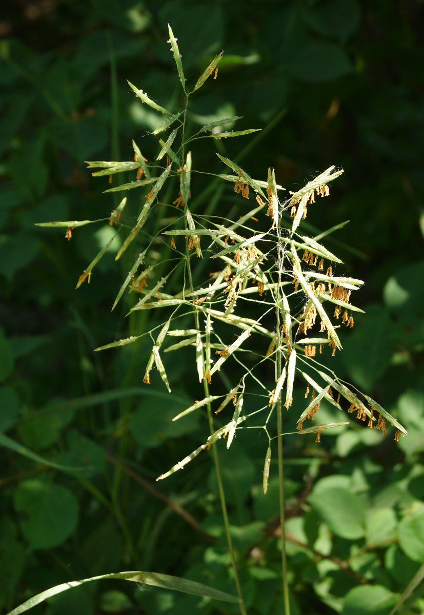 Изображение особи Bromopsis inermis.