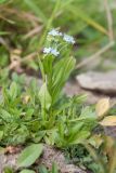 Myosotis lithuanica