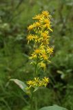 Solidago подвид lapponica