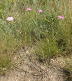 Dianthus guttatus