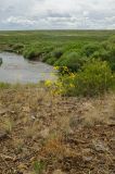 Ferula caspica