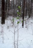 род Malus. Вегетирующее молодое растение в снегу. Беларусь, г. Гродно, лесопарк Пышки. 23.12.2018.