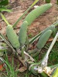 Monstera deliciosa