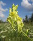 Linaria maeotica. Соцветие. Украина, г. Луганск, ул. П. Сороки, пустырь. 10.07.2021.