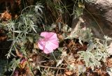 Convolvulus althaeoides ssp. tenuissimus