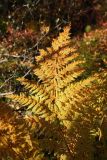 Dryopteris assimilis