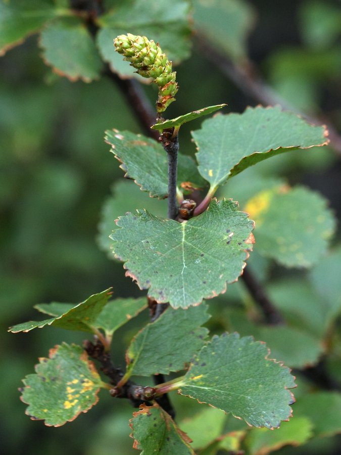 Изображение особи Betula &times; alpestris.