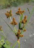 Cyperus glomeratus