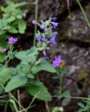 Nepeta mussinii. Верхушка побега с соцветием. Грузия, г. Тбилиси, у подножия скалы. 10.06.2023.