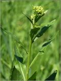 Armoracia rusticana. Верхушка побега с соцветием. Чувашия, окр. г. Шумерля, Промзона. 24 мая 2011 г.