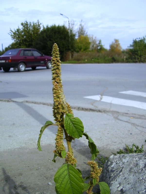 Изображение особи Amaranthus retroflexus.