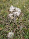 Cirsium roseolum. Засыхающее плодоносящее растение. Саратовская обл., Татищевский р-н, на выпасаемом солонцеватом лугу. 9 октября 2011 г.