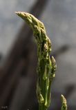 род Asparagus