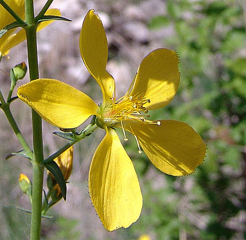 Изображение особи Hypericum elongatum.