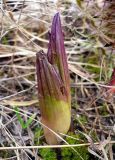 Petasites spurius. Молодой весенний побег. Чувашия, окр. г. Шумерля, Песчаная дорога на Водозабор. 4 апреля 2009 г.