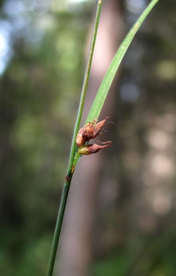 Изображение особи Carex globularis.