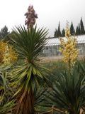 Yucca aloifolia. Плодоносящее растение (слева). Южный берег Крыма, Никитский ботанический сад. 28 ноября 2012 г.