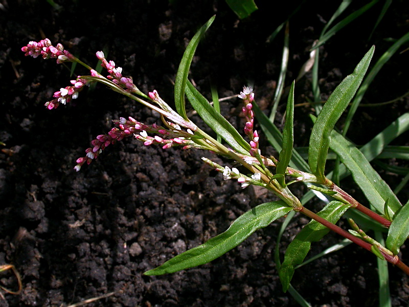 Изображение особи Persicaria minor.